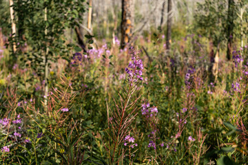 Obraz premium A vibrant array of purple flowers amidst the serene forest landscape view.