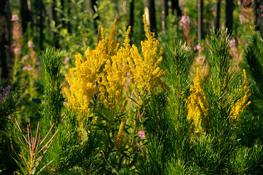 A sunny meadow scene with goldenrod and pine under the forest canopy light.
