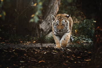 Siberian tiger (Panthera tigris altaica) detail portrait