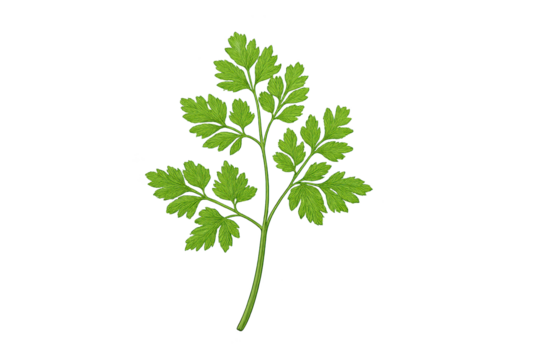 Fresh green parsley leaf sprig with serrated lobes on transparent background