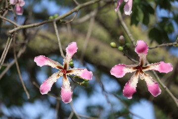 blooms and berries of silk floss tree (Ceiba speciosa)