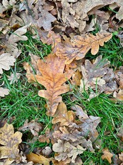 Photo with a view of brown dry fallen oak leaves lying on green grass