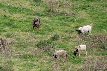 Shepherd dog protecting sheep in the meadow