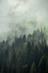 Bosco con nebbia e nubi basse