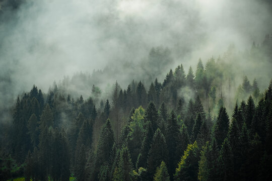 Bosco con nebbia e nubi basse