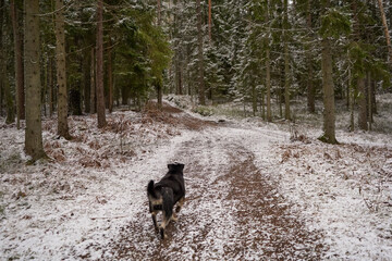 Black dog running on snowy winter road in green forest