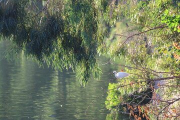 an egret perched on branch over river