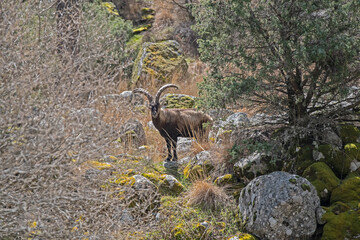 The majestic ibex among the Spanish mountains