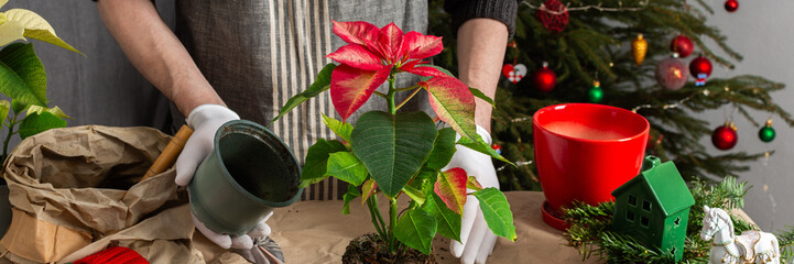 A man transplanting Poinsettia flowers into a new pot near a beautifully decorated Christmas tree, creating a warm, festive atmosphere at home for the holiday season, banner