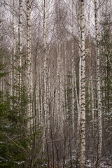 Tall birch trees with white bark in a calm snowy woodland landscape.