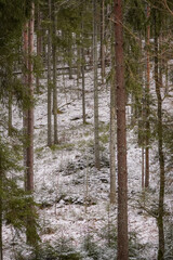 Light snow layer over a hill full with pine tree trunks