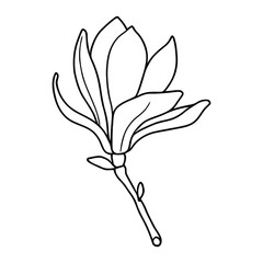 Graceful Single Magnolia Flower Line Drawing Botanical Art on Stem