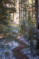 Snow-dusted path leading through dense spruce and pine forest illuminated by warm afternoon light.