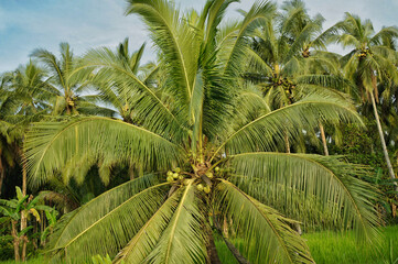 Close-up view of a tropical coconut palm tree with clusters of fresh green coconuts and lush fronds under natural daylight, symbolizing tropical agriculture and biodiversity.