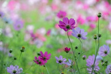 日差しを受ける色鮮やかなコスモス畑