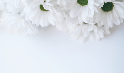 A beautiful, dreamy close-up of fresh white chrysanthemum flowers.