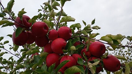 Red sweet apple fruit in the garden Autumn harwest