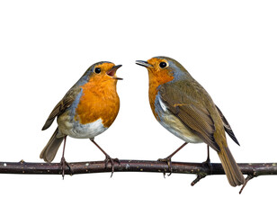 European Robin Pair in Different Natural Poses with Branch Detail — isolated on transparent background