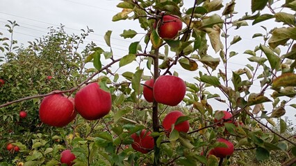 Red sweet apple fruit in the garden Autumn harwest