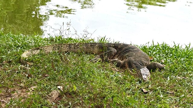 Close up a giant varanus salvator sleeping on the grass close to the lake. - Powered by Adobe