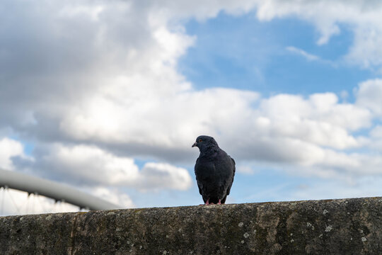 A city pigeon perched on a concrete wall with a cloudy sky in the background. Symbol of peace, urban life, and freedom. Perfect for wildlife, cityscape, and minimal photography themes.