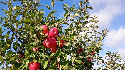 Red apple fruit in the garden Autumn harwest