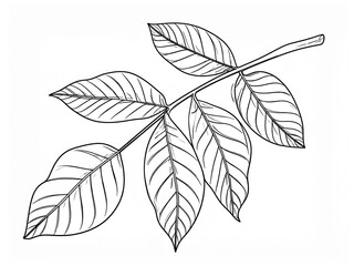 Walnut leaves coloring page