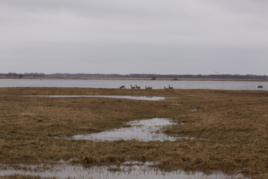 Wild deer grazing in a vast marshland with water pools under an overcast winter sky