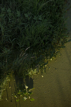 green grass and water