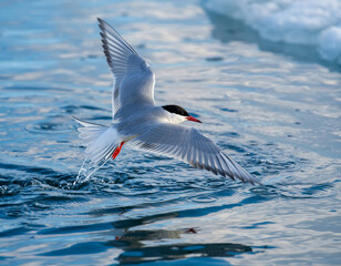 Arctic Tern gracefully glides just above the water surface.