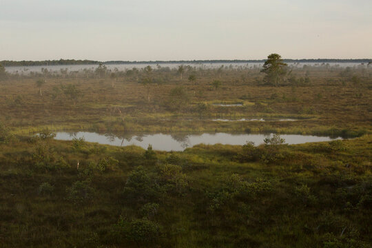 swamp in autumn morning