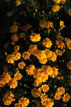 Marigolds in the garden in golden hour light