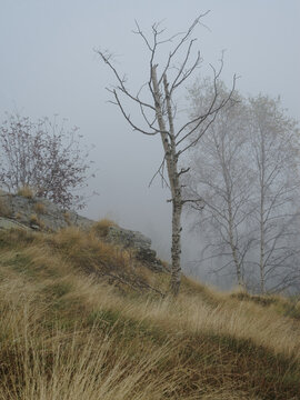 Mist Shrouded Hillside With Bare Trees And Dry Grass In Foggy Landscape