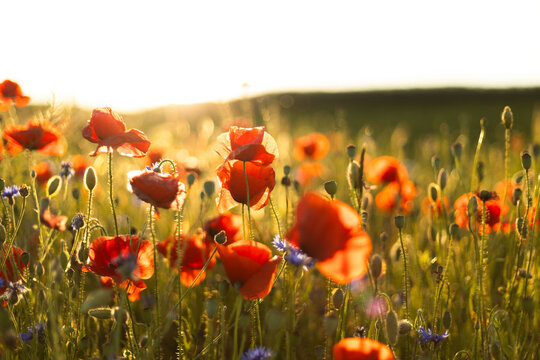 red flowers in the grass against the background of the sun - Powered by Adobe