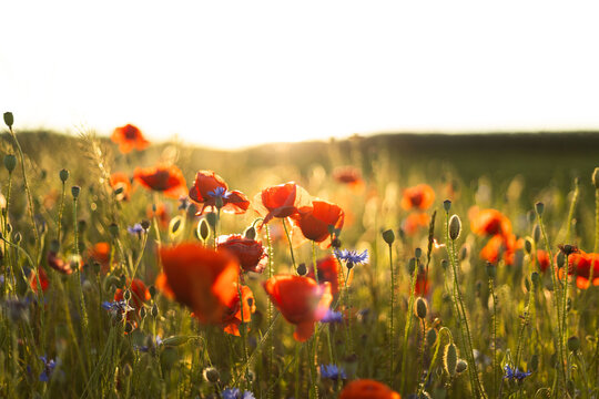 red flowers in the grass against the background of the sun