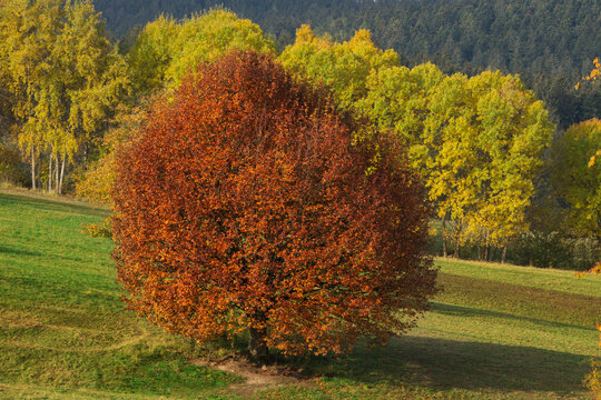View of a vibrant copper-toned tree stands out against the backdrop of golden and green foliage in a hilly meadow, Povraznik, Banska Bystrica Region, Slovakia.