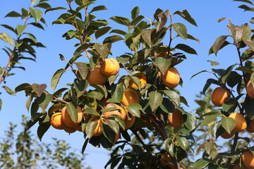 Chinese Persimmon (Diospyros kaki) on Tree. Ripe Chinese Persimmon Fruit Close-Up