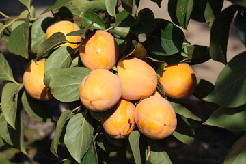 Chinese Persimmon (Diospyros kaki) on Tree. Ripe Chinese Persimmon Fruit Close-Up
