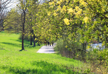 Peaceful Spring Walk Along Idyllic Country Road Near Danube Lake in Regensburg