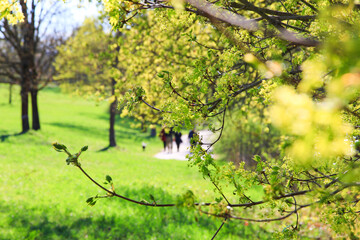 Peaceful Spring Walk Along Idyllic Country Road Near Danube Lake in Regensburg
