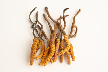 Cordyceps sinensis or Ophiocordyceps sinensis isolated on white background, mushroom herb treatment medicine.