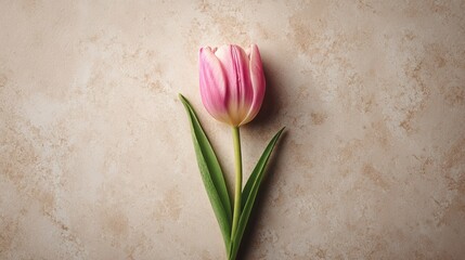 topdown. Single tulip flower centered on a beige surface, arranged in a minimalist top-down flat lay composition. gardening catalogs, home-decor guides, designed for gardening and botanical catalogs.
