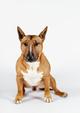 Red bull terrier on a white background.