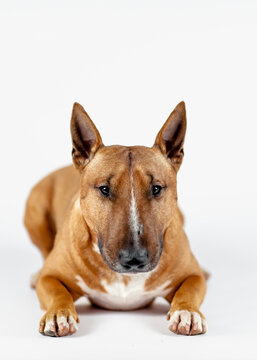 Red bull terrier on a white background.