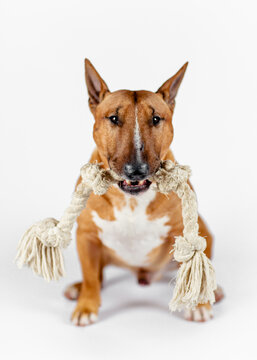 Bull terrier with a rope in his teeth on a white background.