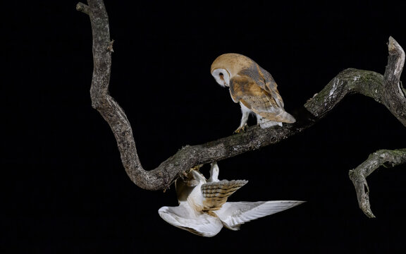 Two barn owls on a branch