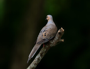 dove on branch with dark background