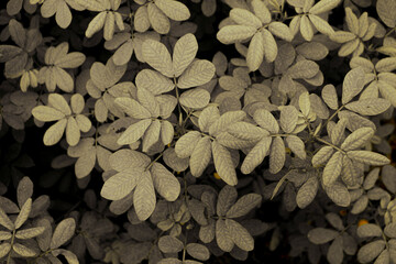 Close-up photograph captures a dense arrangement of plant leaves processed with a desaturated, sepia-toned filter that evokes a vintage or retro aesthetic