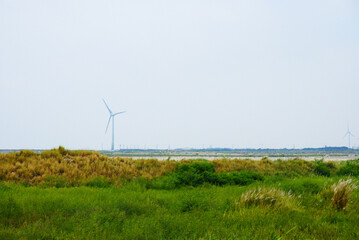 A landscape of Gaomei Wetlands with wind turbines on the coast line and salt marsh grass in the foreground.