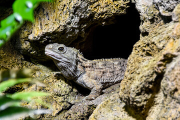 A rare tuatara, a reptile endemic to New Zealand, peeks out from a rocky cave or burrow. This unique lizard-like creature is the last living member of an ancient reptilian order, Rhynchocephalia.